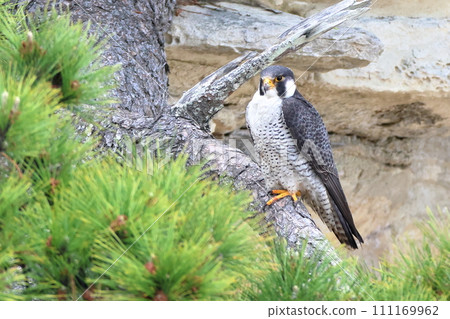 Adult peregrine falcon perched on a pine tree Adult peregrine falcon perched on a pine tree 111169962