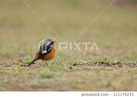 Round and plump Daurian Redstart (male) 111170235