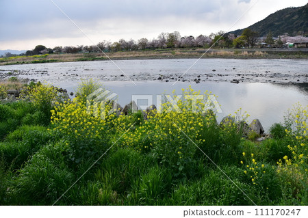 日本春天的京都,嵐山周圍的街道,桂河和岸邊盛開的油菜花,陰雲密布的天空和遠處一排排櫻花樹 日本春天的京都,嵐山周圍的街道,桂河和岸邊盛開的油菜花,陰雲密布的天空和遠處一排排櫻花樹 111170247