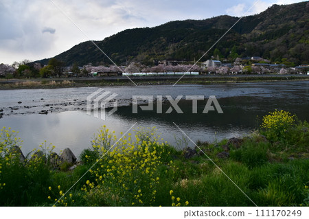 日本春天的京都，嵐山周圍的街道，桂河和岸邊盛開的油菜花，陰雲密布的天空和遠處一排排櫻花樹 111170249