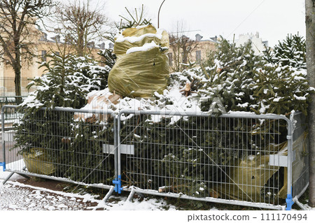 Used Christmas trees behind the fence in France Used Christmas trees behind the fence in France 111170494