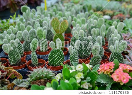 Many Bunny Ear Cactus pot or mickey mouse cactus pot Many Bunny Ear Cactus pot or mickey mouse cactus pot 111170586