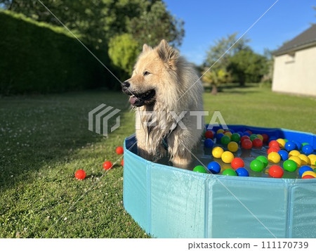 The dog eurasier playing in a pool with balls 111170739