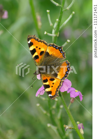 Vertical closeup of a small tortoiseshell butterfly, Aglais urticae , on a purple wallflower in the garden with spread wings Vertical closeup of a small tortoiseshell butterfly, Aglais urticae , on a purple wallflower in the garden with spread wings 111171451