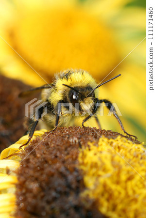 Vertical closeup on a colorful cleptoparasite gypsy's cuckoo bumblebee, Bombus bohemicus Vertical closeup on a colorful cleptoparasite gypsy's cuckoo bumblebee, Bombus bohemicus 111171460