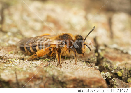 Closeup on a female Yellow-legged mining bee, Andrena flavipes, sitting on wood 111171472