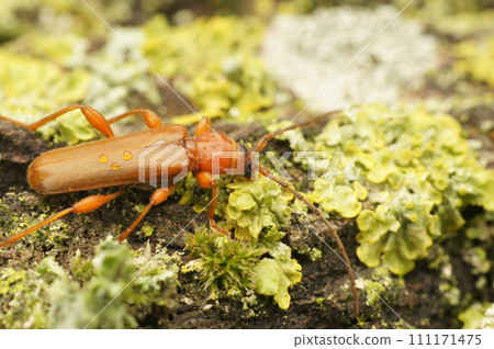 Closeup on a European violet tanbark borer longhorn beetle, Phymatodes testaceus , sitting on wood 111171475