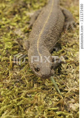 Vertical closeup on a female terrestrial Italian crested newt, Triturus carnifex Vertical closeup on a female terrestrial Italian crested newt, Triturus carnifex 111171480
