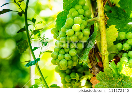 Green vine grapes on tree 111172140