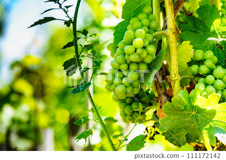 Green vine grapes on tree Green vine grapes on tree 111172142