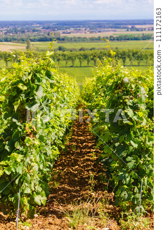 Green vineyards. Pommard wine region, France 111172163