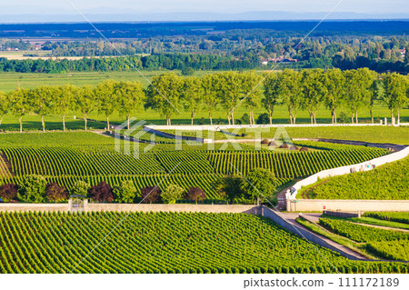 Green vineyards. Pommard wine region, France 111172189
