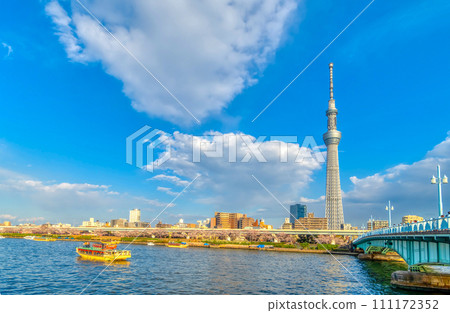 東京隅田川櫻花盛開 111172352