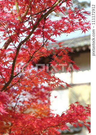 天明公園的秋葉 天明公園的秋葉 111172912