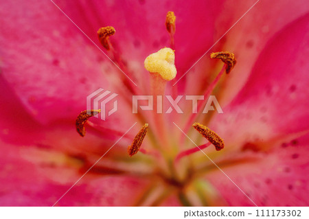 pink lily close up pink lily close up 111173302
