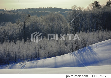 Chrysanthemum illuminated by morning sun 111174376
