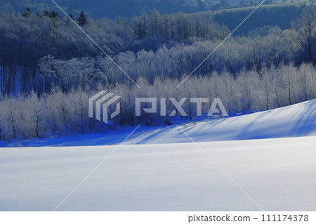 Hoarfrost illuminated by winter light Hoarfrost illuminated by winter light 111174378