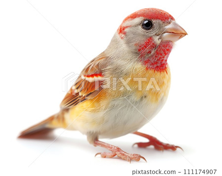 beautiful bird on a white background beautiful bird on a white background 111174907