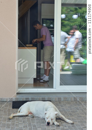 Dogo Argentino sleeps in the yard and the owner cooks in the kitchen Dogo Argentino sleeps in the yard and the owner cooks in the kitchen 111174908