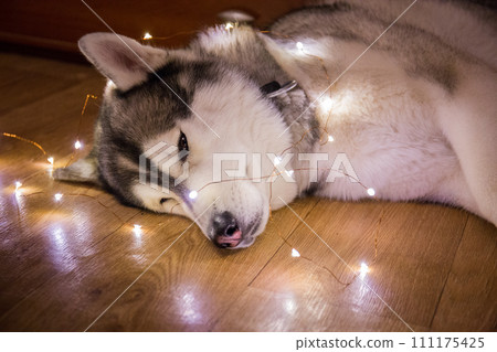 husky dog in the garland husky dog in the garland 111175425