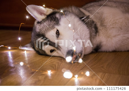 husky dog in the garland husky dog in the garland 111175426