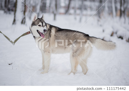 husky dog in the winter forest husky dog in the winter forest 111175442