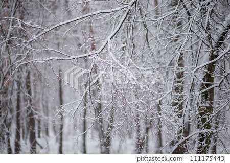 trees in the snow in winter trees in the snow in winter 111175443