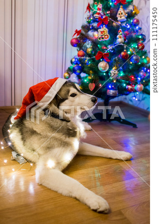husky dog near christmas tree 111175450