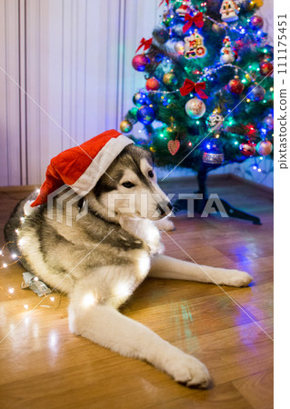 husky dog near christmas tree 111175451