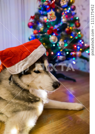 husky dog near christmas tree husky dog near christmas tree 111175452