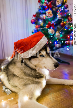 husky dog near christmas tree husky dog near christmas tree 111175455