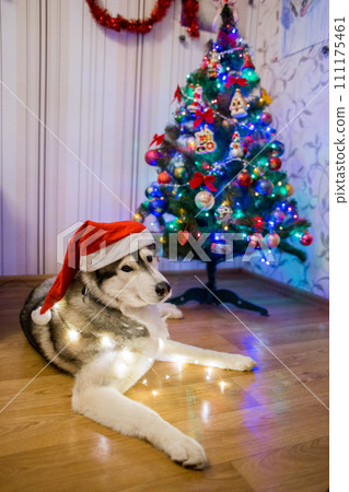 husky dog near christmas tree 111175461