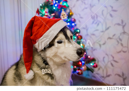 husky dog near christmas tree husky dog near christmas tree 111175472