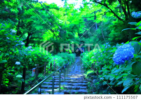 太平山繡球花之丘/栃木市 111175507