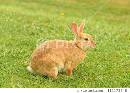 Peach rabbit in a wild on green lawn background 111175548