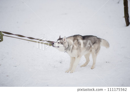 husky dog in the snow in winter 111175562