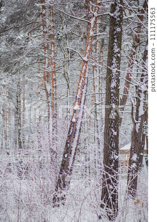 trees with a branches and leaves in snow in winter 111175563