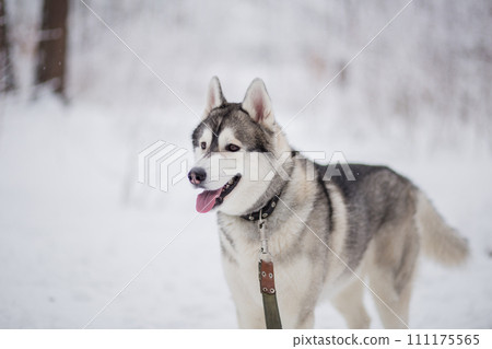 husky dog in the snow in winter husky dog in the snow in winter 111175565