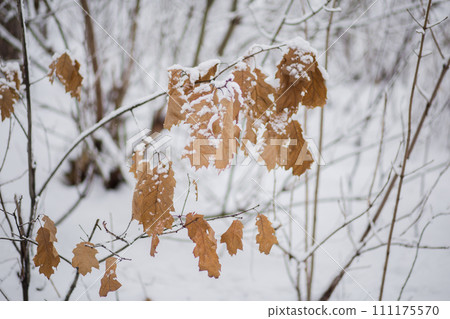 trees with a branches and leaves in snow in winter 111175570