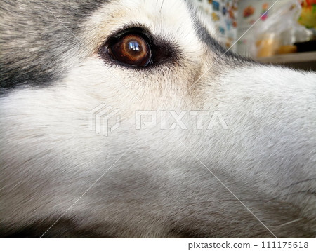 eye of a gray husky dog close up eye of a gray husky dog close up 111175618