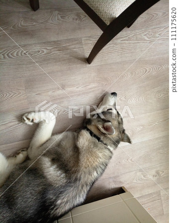 husky dog lies in the kitchen on the floor husky dog lies in the kitchen on the floor 111175620