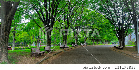 公園的綠色和長凳 111175835