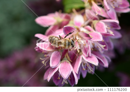 A bee sits on a blooming deutzia. A bee sits on a blooming deutzia. 111176200