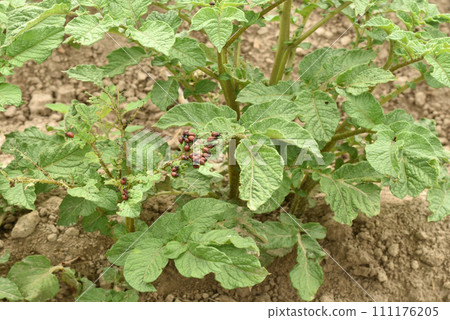 Colorado potato beetle larvae sit on potato tops. 111176205