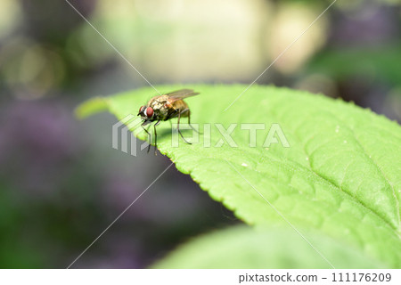 A common housefly sits on a leaf. A common housefly sits on a leaf. 111176209