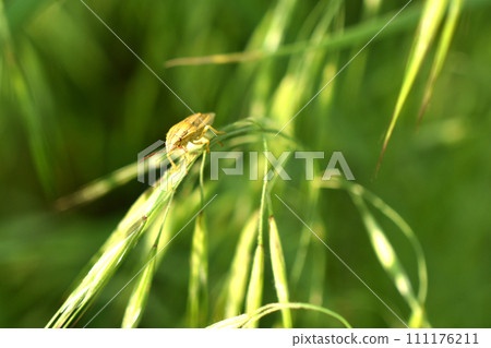 A green stink bug sits on a leaf. A green stink bug sits on a leaf. 111176211