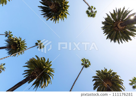 A perfect summer day and tall palms 111176281