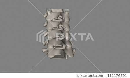 The cervical spine (neck region) consists of seven bones (C1-C7 vertebrae), 111176791