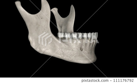 The mandible is the largest and strongest bone of the human skull The mandible is the largest and strongest bone of the human skull 111176792