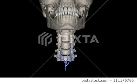 The inferior thyroid veins and their multiple tributaries are the ultimate guardians of the cervical trachea The inferior thyroid veins and their multiple tributaries are the ultimate guardians of the cervical trachea 111176796